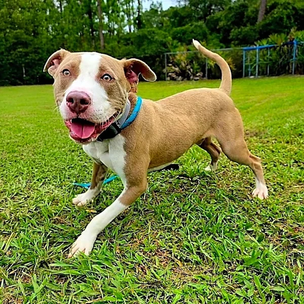 Take your pick from these dogs and cats yearning for a home