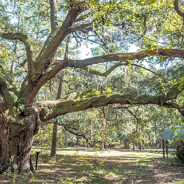 Your live oak tree is a secret neighborhood of life