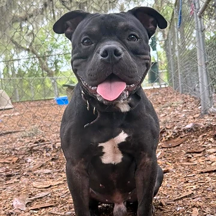 Take your pick from these dogs and cats yearning for a home