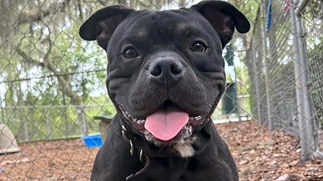 Take your pick from these dogs and cats yearning for a home