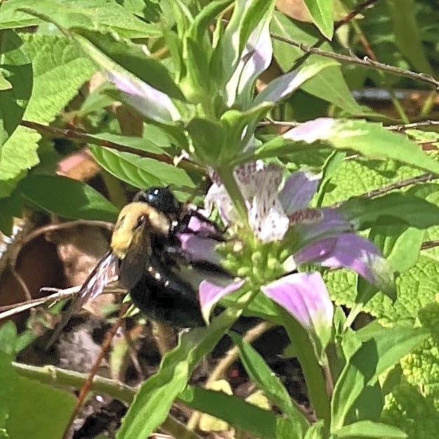 How to pick the right flowers to save native bees