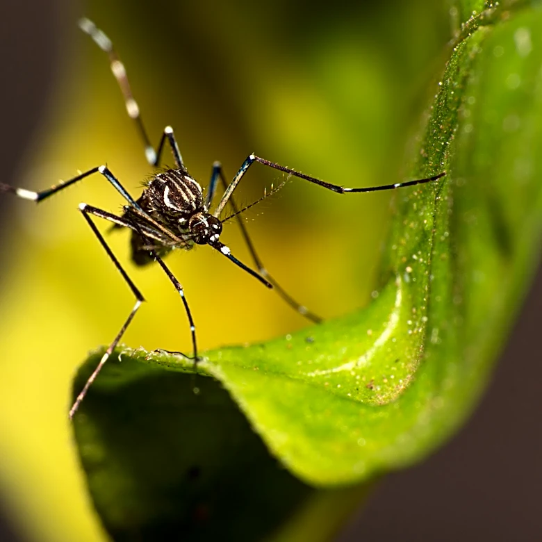 West Nile virus case confirmed in Duval County; advisory issued