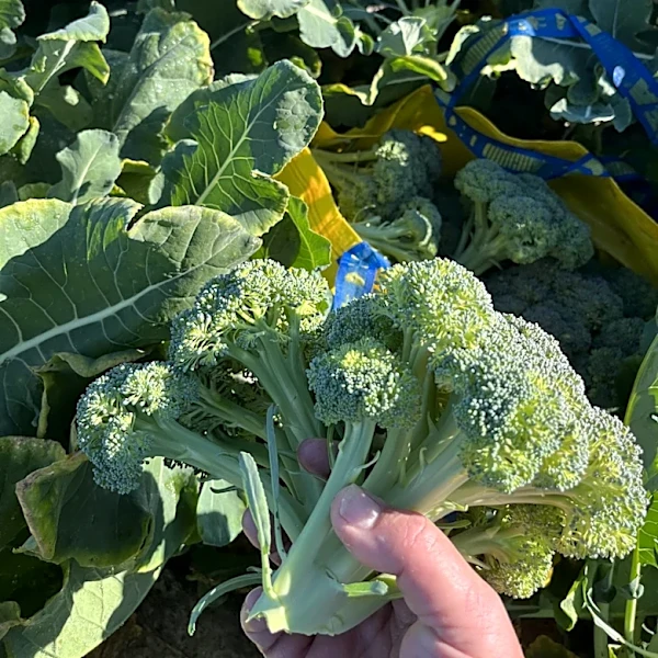 How to keep your garden alive in extreme heat