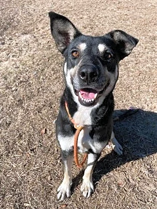 Take your pick from these dogs and cats yearning for a home