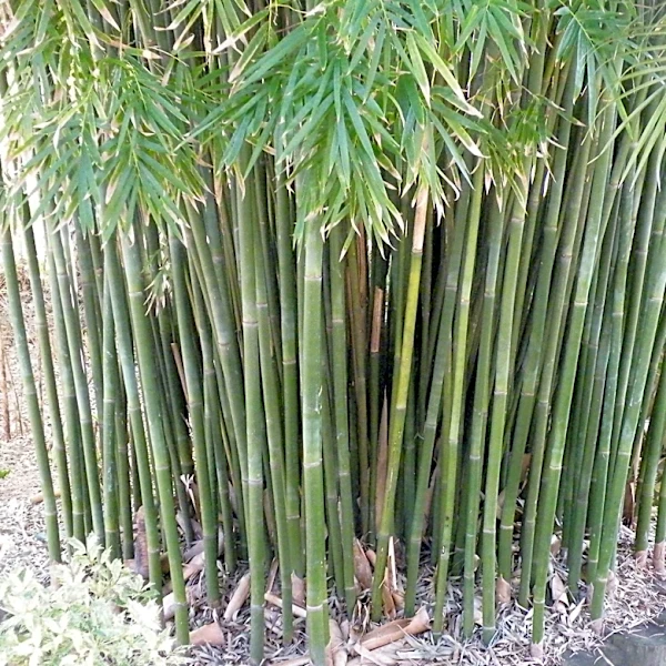 Stop invasive bamboo from taking over your garden