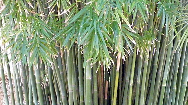 Stop invasive bamboo from taking over your garden