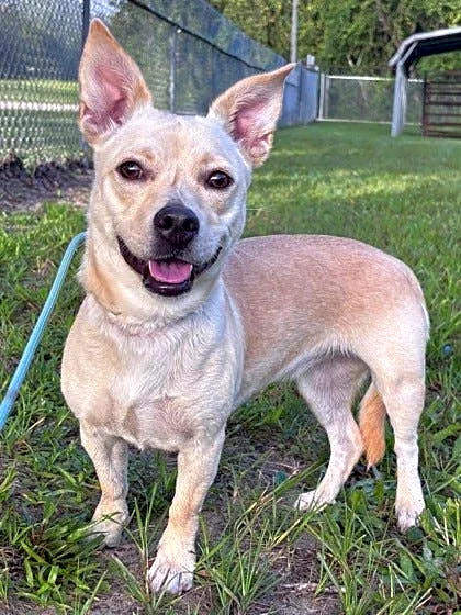 Take your pick from these dogs and cats yearning for a home