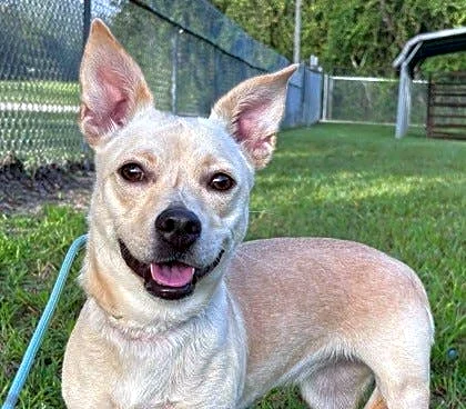 Take your pick from these dogs and cats yearning for a home