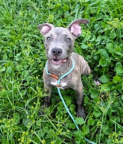 Take your pick from these dogs and cats yearning for a home
