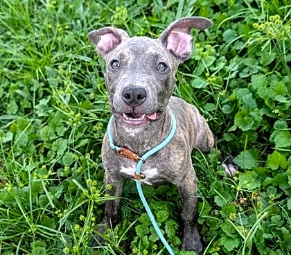 Take your pick from these dogs and cats yearning for a home