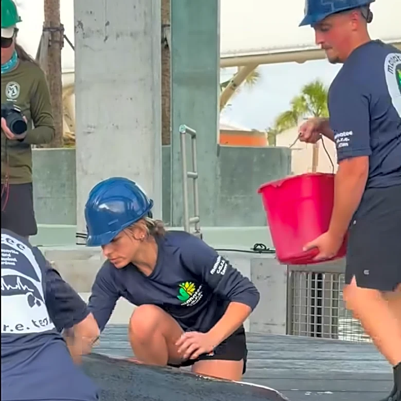 Ailing manatee Lorenzo finds care at Jacksonville Zoo