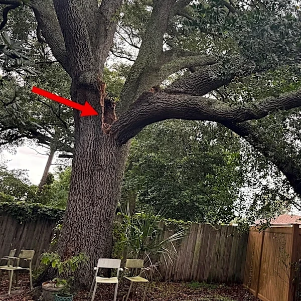 How to spot weak tree branches before they fall