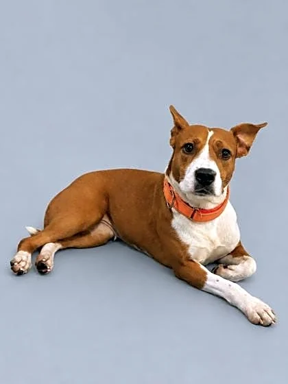 Take your pick from these dogs and cats yearning for a home
