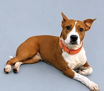 Take your pick from these dogs and cats yearning for a home