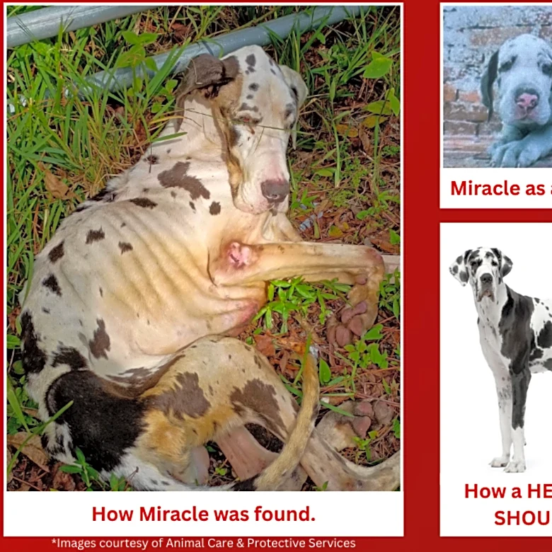 Woman who abandoned dying Great Dane is spared any jail time