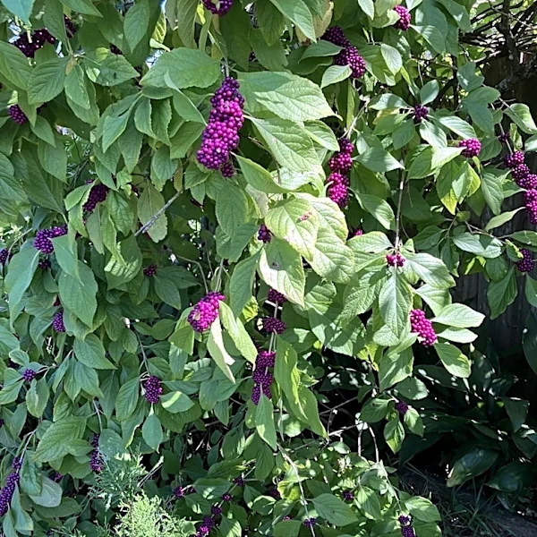 Stop making these common garden planting mistakes today