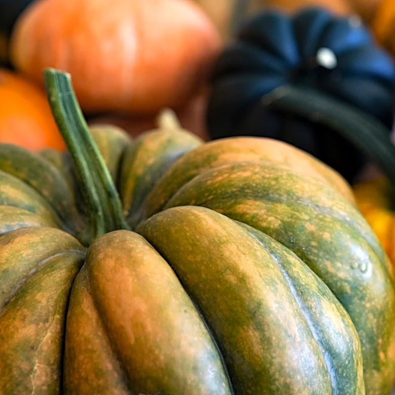 Best plants to grow in your Florida garden this October