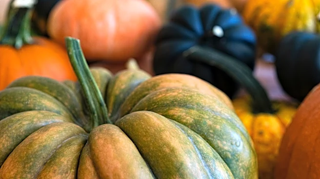 Best plants to grow in your Florida garden this October
