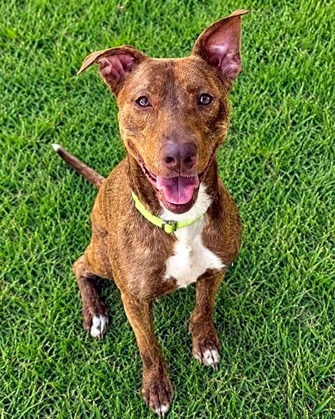 Take your pick from these dogs and cats yearning for a home