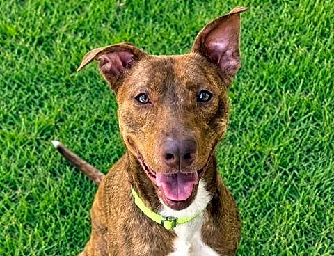 Take your pick from these dogs and cats yearning for a home
