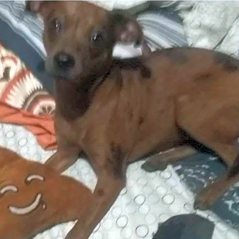 Clay County man video recorded himself strangling girlfriend's dog