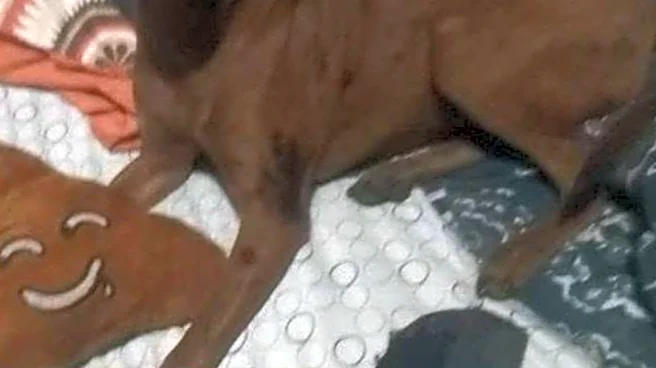Clay County man video recorded himself strangling girlfriend's dog