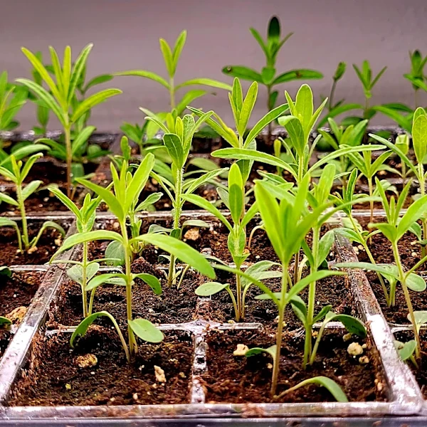 Add plants to your garden or yard for free with these simple tips