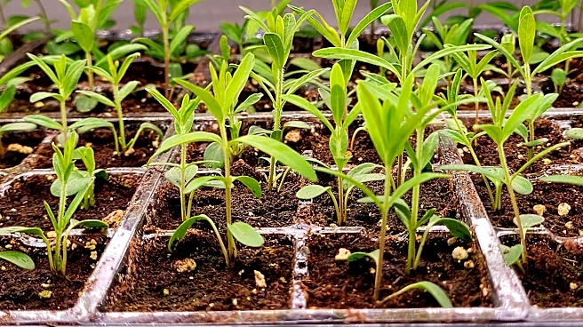 Add plants to your garden or yard for free with these simple tips