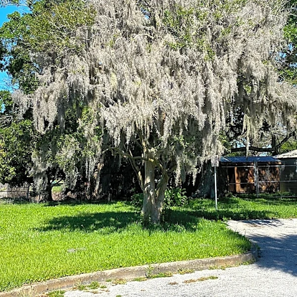 Does Spanish moss kill trees? The truth about the plant
