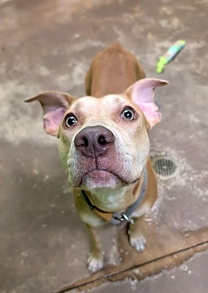 Take your pick from these dogs and cats yearning for a home