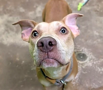 Take your pick from these dogs and cats yearning for a home