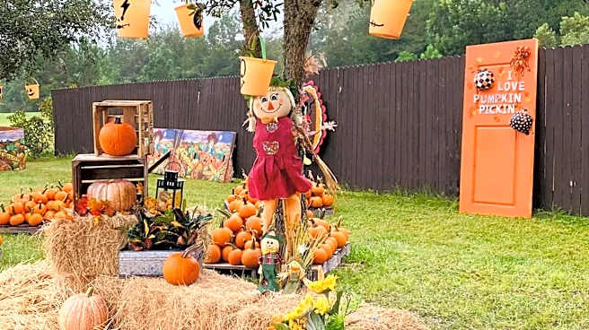 Pumpkin patches to explore in Jacksonville and St. Augustine this fall
