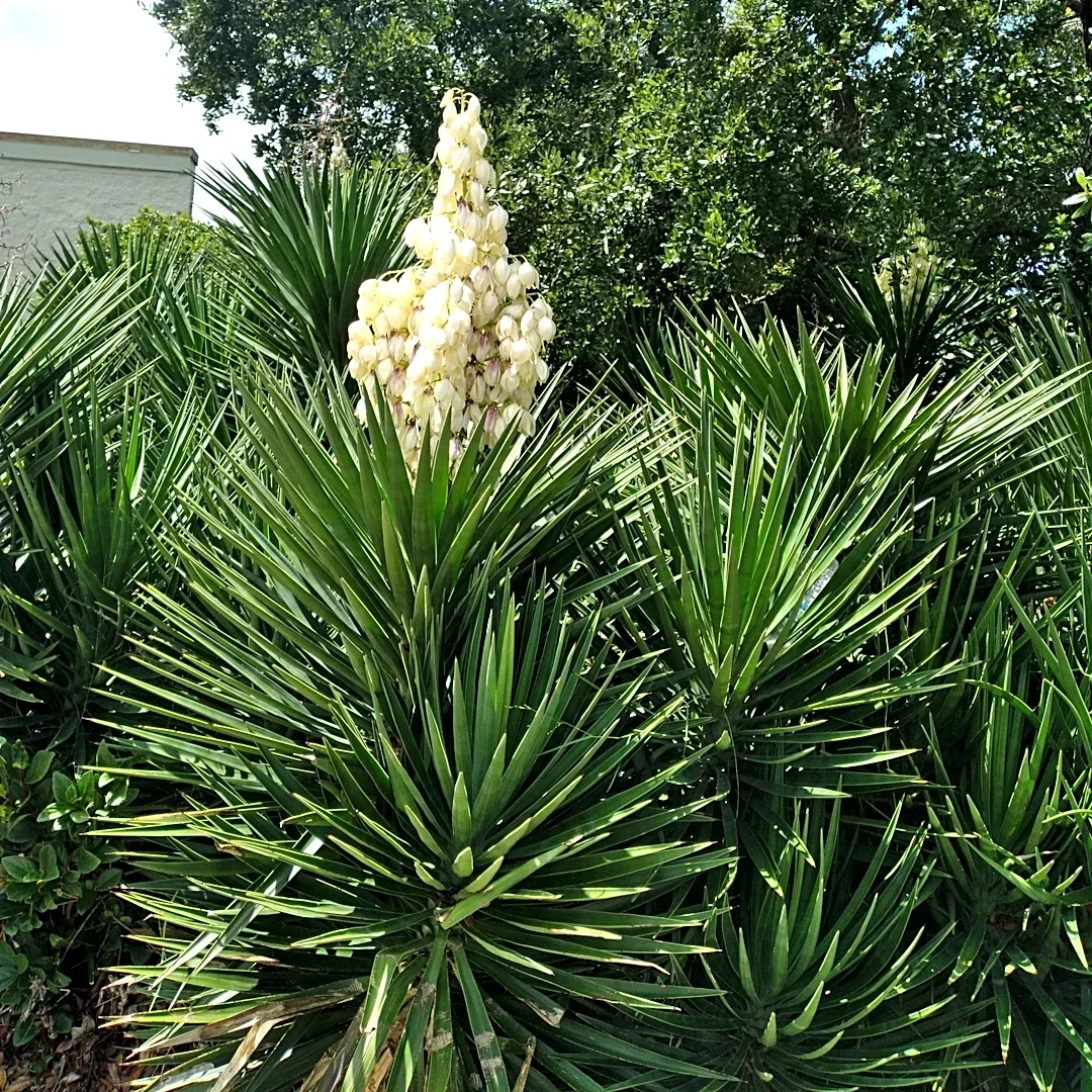 Gardening tips to beat Florida weather extremes