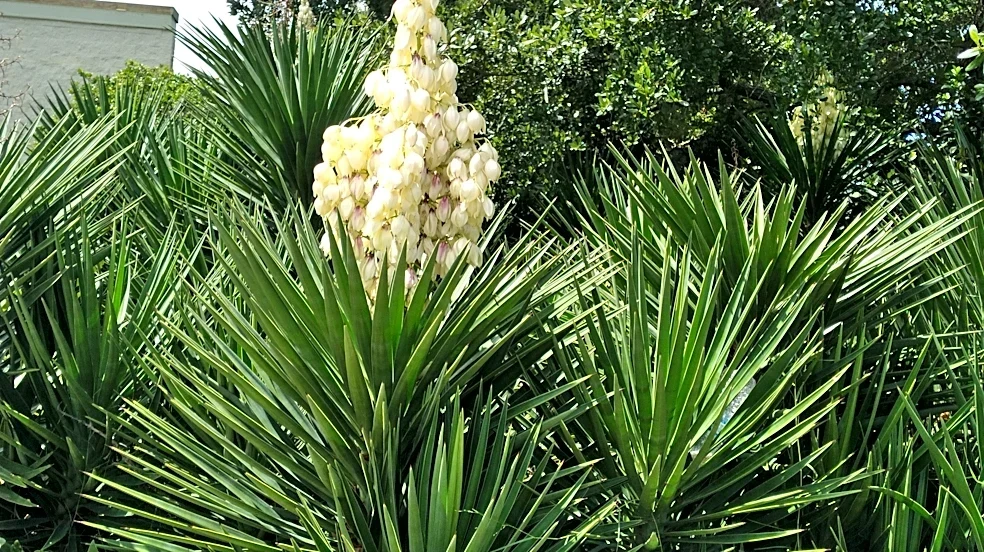 Gardening tips to beat Florida weather extremes