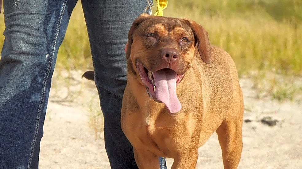 Take your pick from these dogs and cats yearning for a home