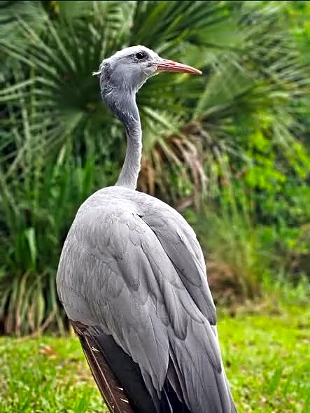 Beloved crane who played keyboards dies at Jacksonville Zoo at age 43
