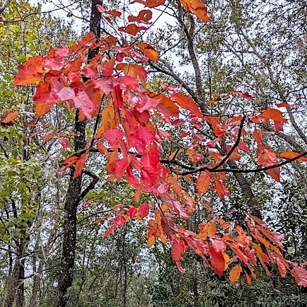 Florida fall color: 16 trees and shrubs to brighten your yard