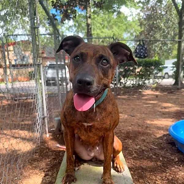 Take your pick from these dogs and cats yearning for a home
