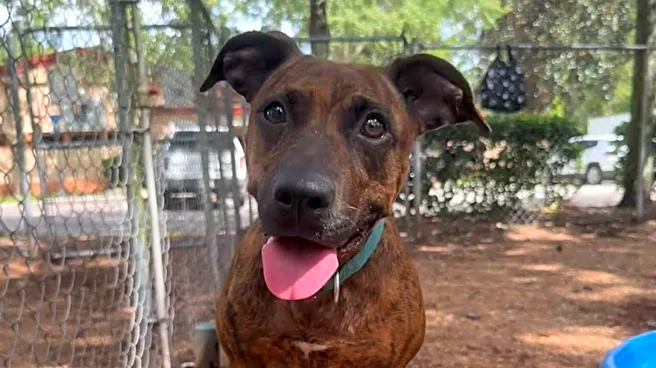 Take your pick from these dogs and cats yearning for a home