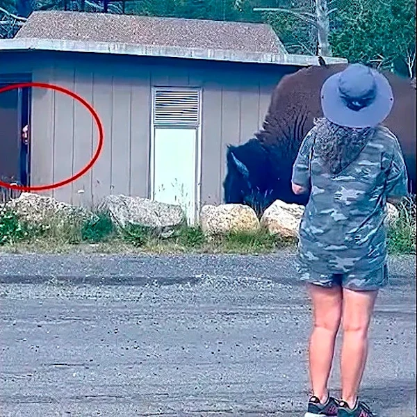 Awkward moment as giant bison traps Yellowstone tourist in restroom