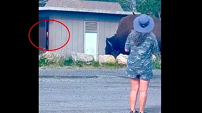 Awkward moment as giant bison traps Yellowstone tourist in restroom