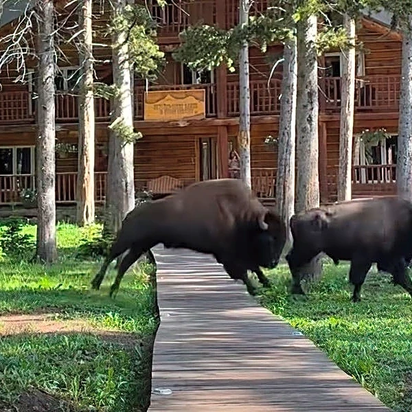 Yellowstone bison hop over walkway in amusing scene at guest ranch