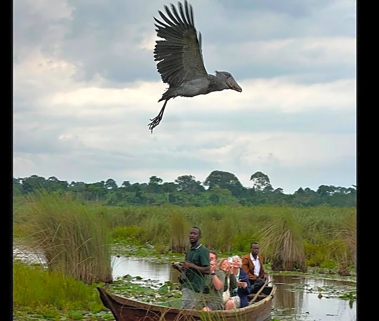 Uganda tourists in awe as giant 'dinosaur bird' soars over boat