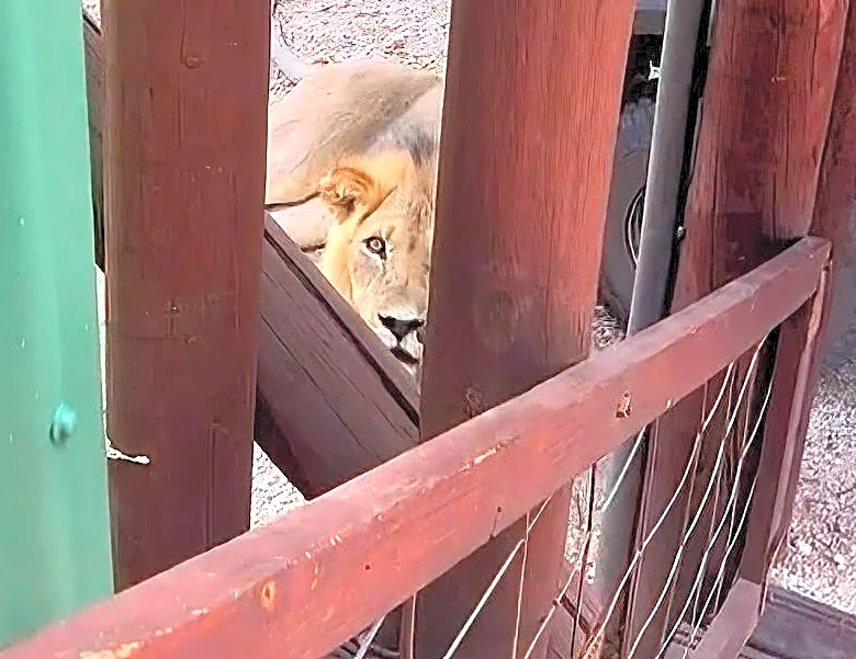 Lion arrives outside safari camp, trapping guests upstairs