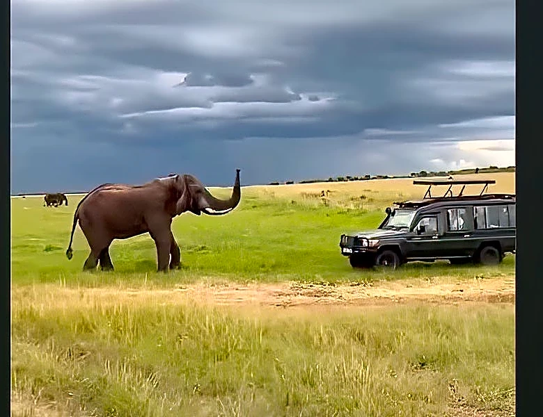 Massive elephant beyond emphatic in fending off safari group