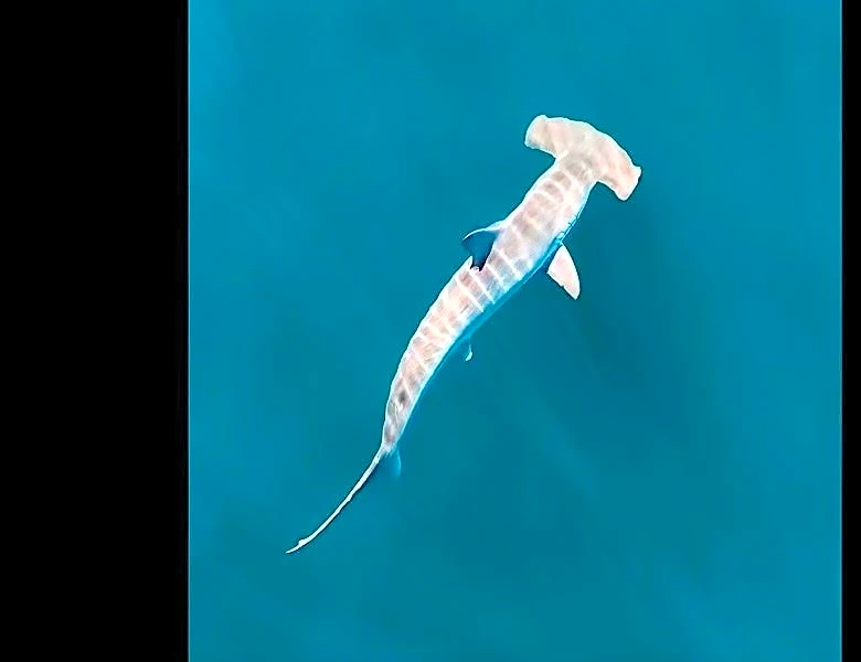 Hammerhead shark spotted off Rhode Island in rare, surreal scene