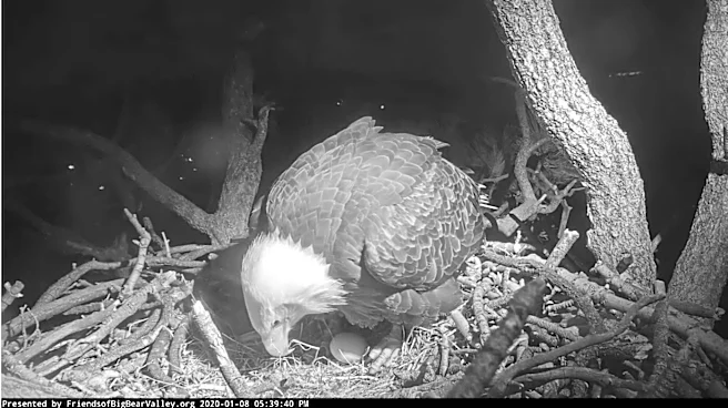 Big Bear bald eagle Jackie gets 'difficult' update on health from vets