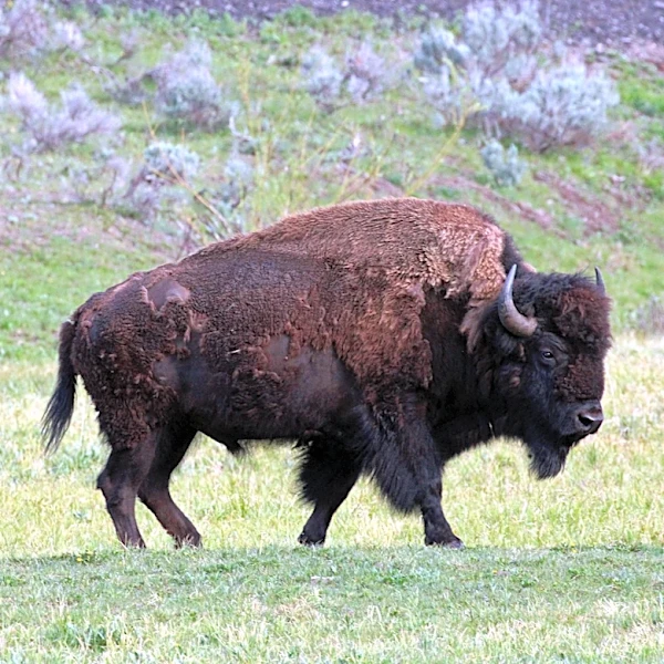 Yellowstone bison chases away child in scary moment caught on video