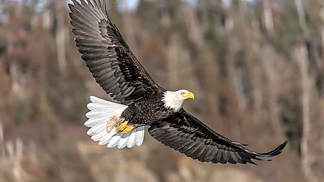 Washington man accused of killing bald eagle with shotgun