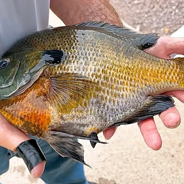 Fisherman buys new rod to celebrate retirement, lands record bluegill